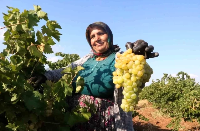 Depremin Vurduğu Hatay’da Üzüm Hasadı Düşerken Fiyatlar Yükseldi