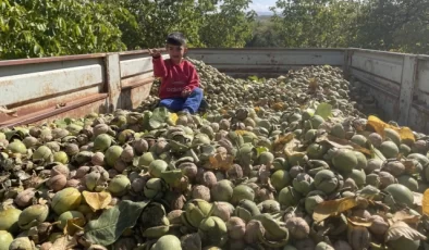 Elazığ’da 125 Bin Ağaçta Ceviz Hasadı Başladı