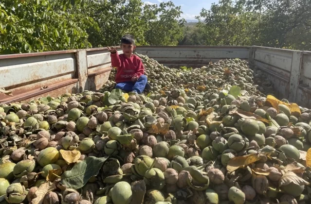 Elazığ'da 125 Bin Ağaçta Ceviz Hasadı Başladı 1 Elazığ’da 125 Bin Ağaçta Ceviz Hasadı Başladı
