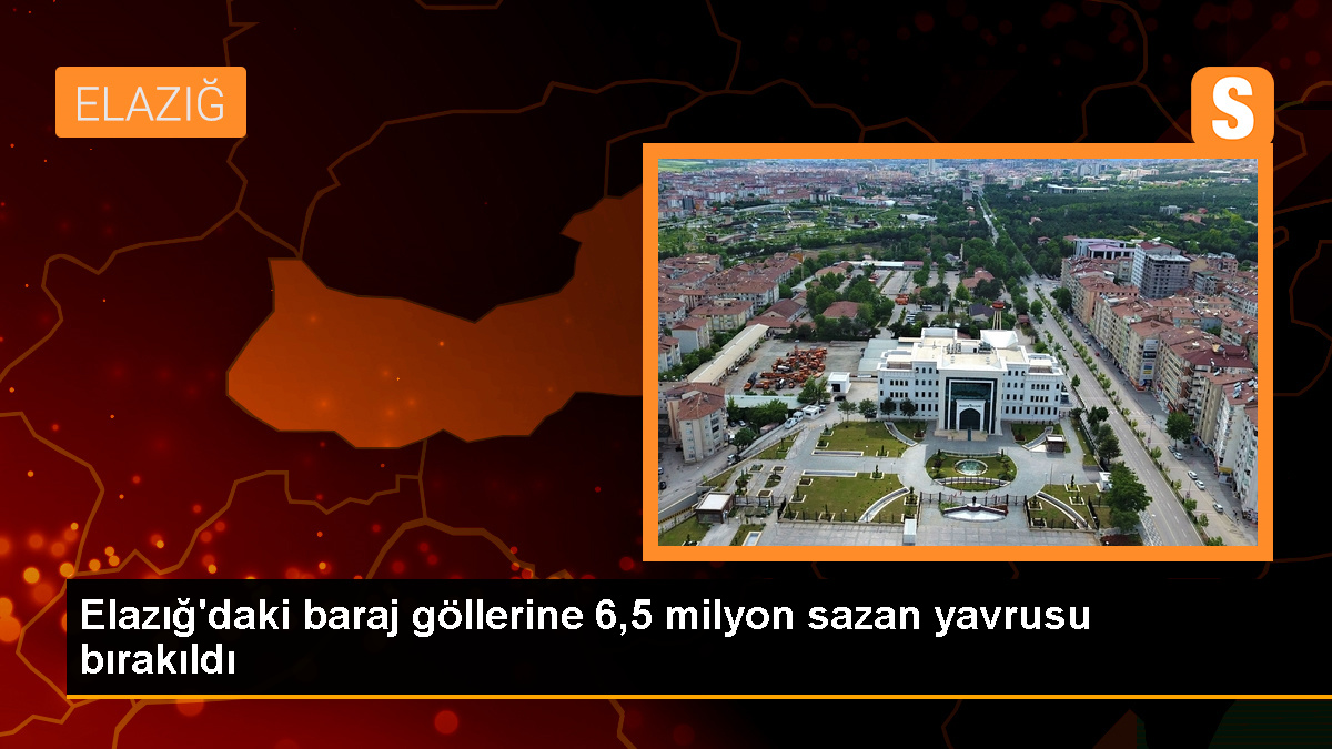 Elazığ'da 6,5 Milyon Sazan Yavrusu Baraj Göllerine Salındı