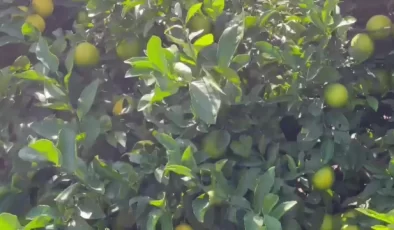 Hataylı Narenciye Üreticileri Sorunlar Yaşıyor