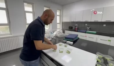 İstilacı Kahverengi Kokarca ile Mücadelede Samuray Arısı Kullanılacak