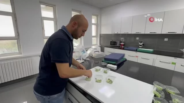 İstilacı Kahverengi Kokarca ile Mücadelede Samuray Arısı Kullanılacak