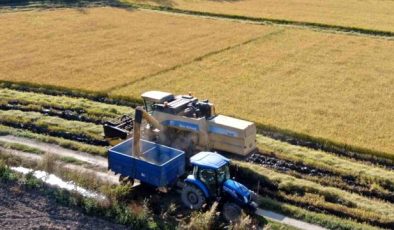 Karabük’te Çeltik Hasadı Başladı: Rekolte Düşük Bekleniyor