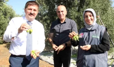 Karaman’da Türkiye’nin En Kaliteli Zeytini Üretiliyor