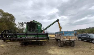Kastamonu’da çeltik hasadı devam ediyor
