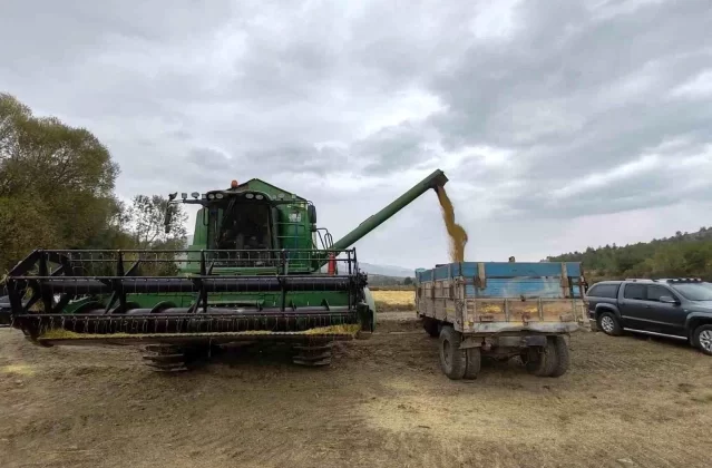 Kastamonu'da çeltik hasadı devam ediyor 1 Kastamonu’da çeltik hasadı devam ediyor