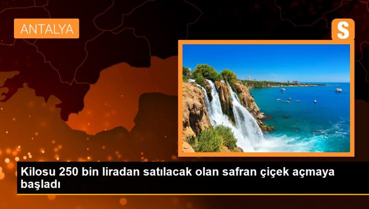 Kilosu 250 bin liradan satılacak olan safran çiçek açmaya başladı 1 Kilosu 250 bin liradan satılacak olan safran çiçek açmaya başladı