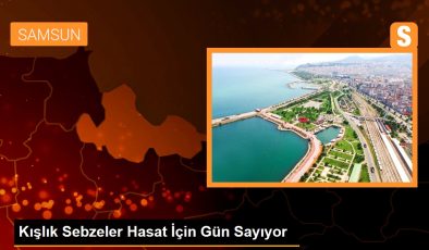 Kışlık Sebzeler Hasat İçin Gün Sayıyor