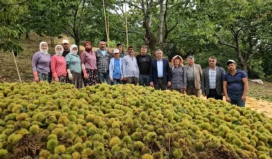 Köşk Belediye Başkanı Nuri Güler, Üreticilerle Birlikte Kestane Hasadına Katıldı