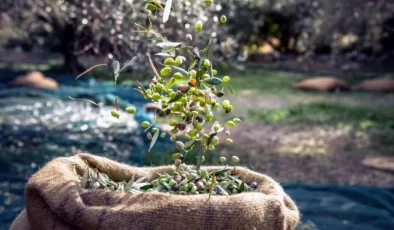 Muğla, Türkiye’nin Zeytin İhracatında Önemli Bir Rol Oynuyor