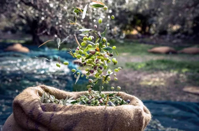 Muğla, Türkiye’nin Zeytin İhracatında Önemli Bir Rol Oynuyor