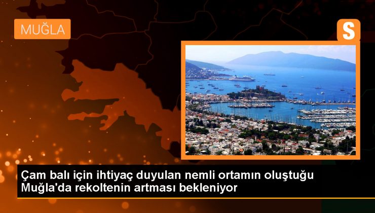 Muğla'da Çam Balı Hasadı Artıyor 1 Muğla’da Çam Balı Hasadı Artıyor