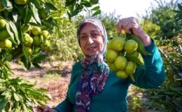 Seferihisar ve Gümüldür’de Satsuma Mandalinası Hasat Sezonu Başladı