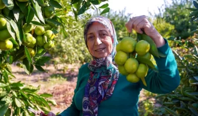 Seferihisar ve Gümüldür’de Satsuma Mandalinası Hasat Sezonu Başladı