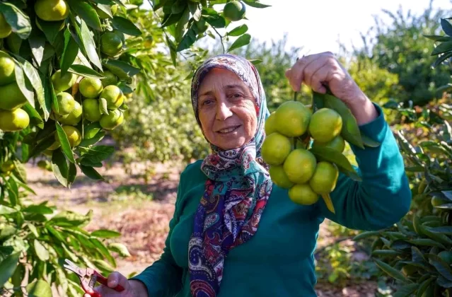 Seferihisar ve Gümüldür’de Satsuma Mandalinası Hasat Sezonu Başladı