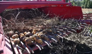 Selçuklu Belediyesi Tarım Makinesi Kiralama Desteğiyle Patates Hasadı Yaptı