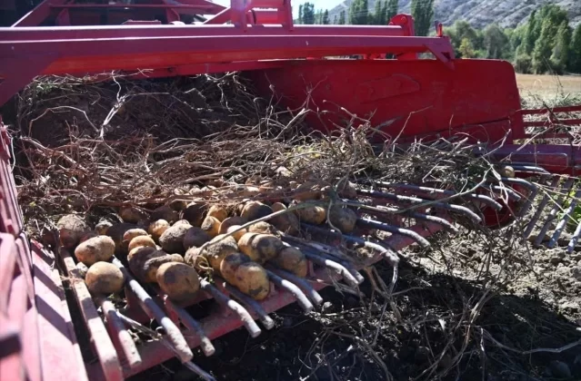 Selçuklu Belediyesi Tarım Makinesi Kiralama Desteğiyle Patates Hasadı Yaptı