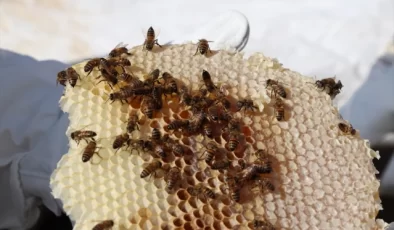 Siirt’te Pervari balının hasadı gerçekleştirildi