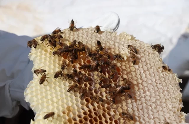 Siirt’te Pervari balının hasadı gerçekleştirildi