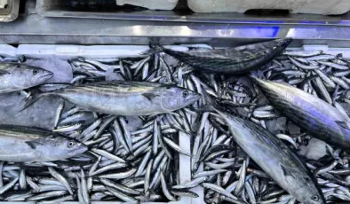 Sinop’ta Palamut ve Hamsi Bereketi