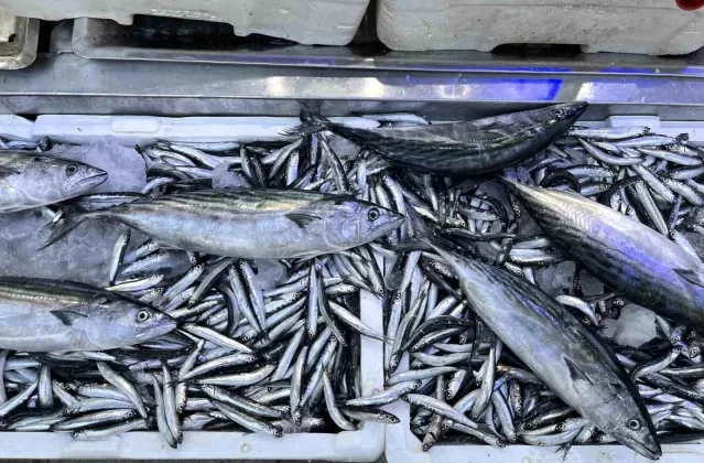 Sinop'ta Palamut ve Hamsi Bereketi 1 Sinop’ta Palamut ve Hamsi Bereketi