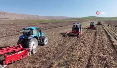 Sivas’ta Patates Hasadı Başladı, Rekor Bekleniyor