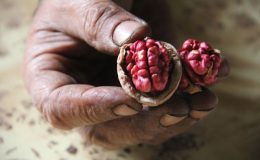 Tekirdağ’da Bu Yıl 3.500 Ton Ceviz Rekoltesi Bekleniyor