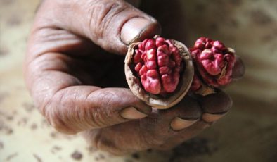 Tekirdağ’da Bu Yıl 3.500 Ton Ceviz Rekoltesi Bekleniyor