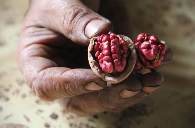 Tekirdağ'da Bu Yıl 3.500 Ton Ceviz Rekoltesi Bekleniyor 1 Tekirdağ’da Bu Yıl 3.500 Ton Ceviz Rekoltesi Bekleniyor