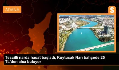 Tescilli narda hasat başladı, Kuytucak Narı bahçede 25 TL’den alıcı buluyor