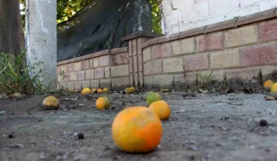 Aydın’da Akdeniz Meyve Sineği Zararlısı Ürünleri Yok Ediyor