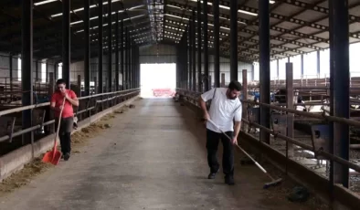 Bursa’da Kardeşlerin Ekosistemiyle Ucuz ve Doğal Et Üretimi