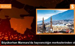 Büyükorhan Marmara’da hayvancılığın merkezlerinden oldu