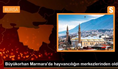 Büyükorhan Marmara’da hayvancılığın merkezlerinden oldu