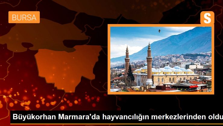 Büyükorhan Marmara'da hayvancılığın merkezlerinden oldu 1 Büyükorhan Marmara’da hayvancılığın merkezlerinden oldu