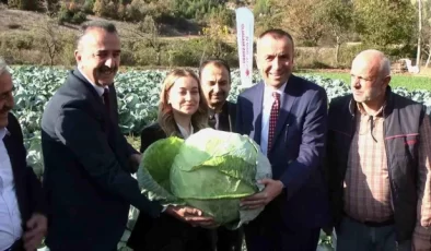 Coğrafi işaret yolundaki Eskipazar lahanası hasat edildi