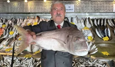 Denizlerde Balık Bolluğu Yaşanıyor – Son Dakika