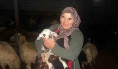 Erzincan’da Küçükbaş Hayvancılık Projesi Destekleniyor