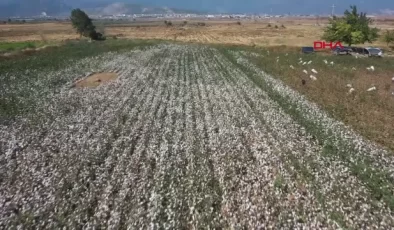 Gaziantep’te Pamuk Hasadı Başladı – Son Dakika
