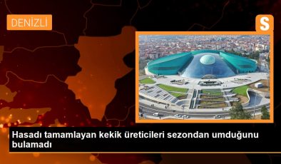 Hasadı tamamlayan kekik üreticileri sezondan umduğunu bulamadı