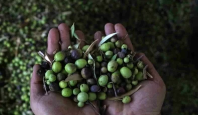 Hatay’da Üretilen Zeytinyağı Fabrikada 210 TL’den Alıcı Buluyor