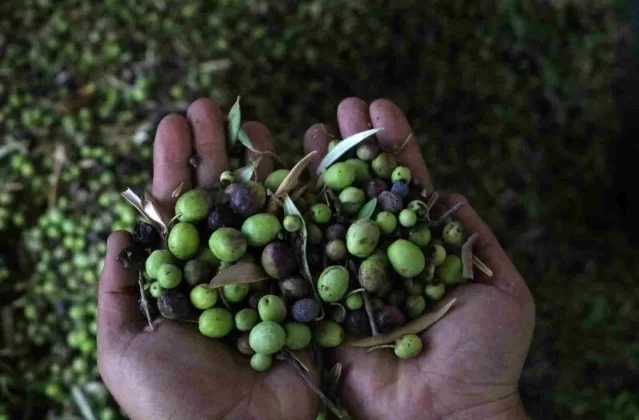 Hatay’da Üretilen Zeytinyağı Fabrikada 210 TL’den Alıcı Buluyor