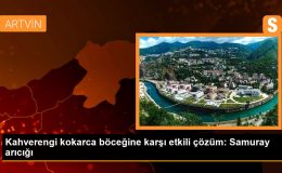 Kahverengi kokarca böceğine karşı etkili çözüm: Samuray arıcığı