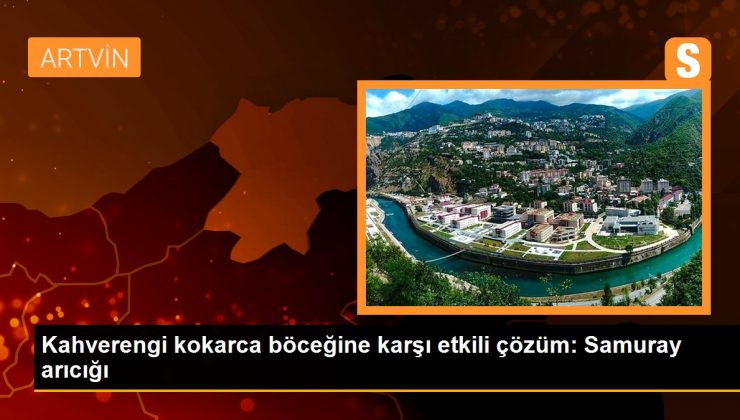 Kahverengi kokarca böceğine karşı etkili çözüm: Samuray arıcığı