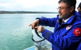 Karadeniz’e 11 Bin Mersin Balığı Salındı