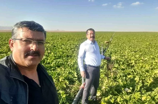 Konya Karapınar’da Mısır ve Şekerpancarı Hasadı Yoğunlaşıyor