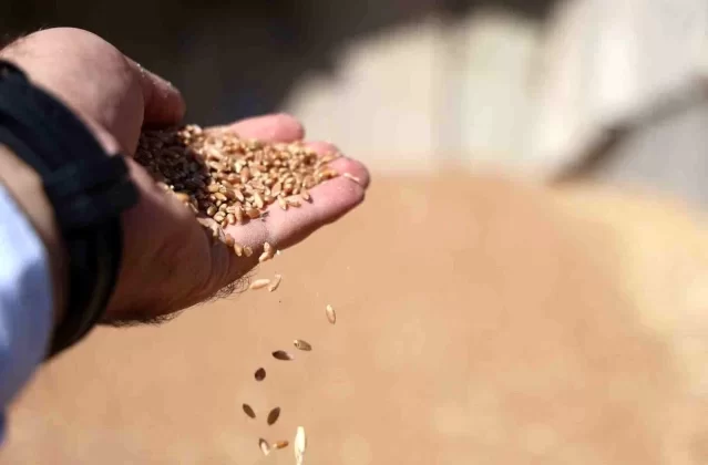 Konya Ovasında Sertifikalı Tohum Kullanımı Verim Artışını Sağlıyor