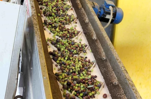 Kozan’da Kuraklık Nedeniyle Zeytin Veriminde Büyük Düşüş