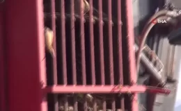 Muş’ta Şeker Pancarı Üretimi Kent Ekonomisine 2,5 Milyar TL Katkı Sağlayacak